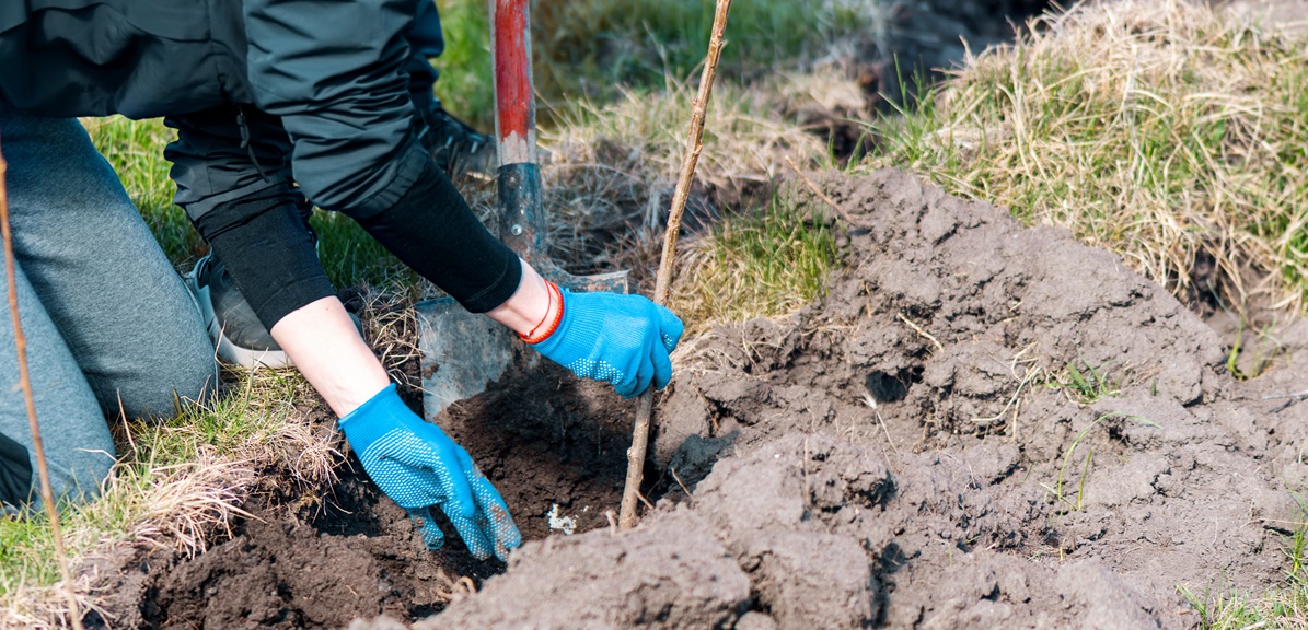 A volunteer in work gloves planting a tree sapling in the nature